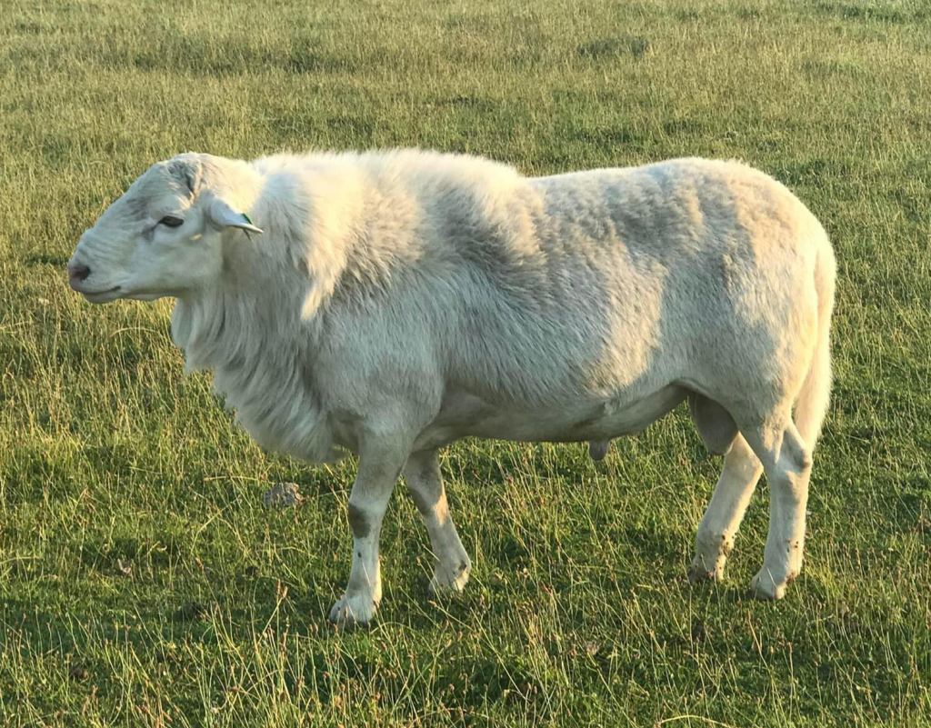 CCC 1375G Patriot