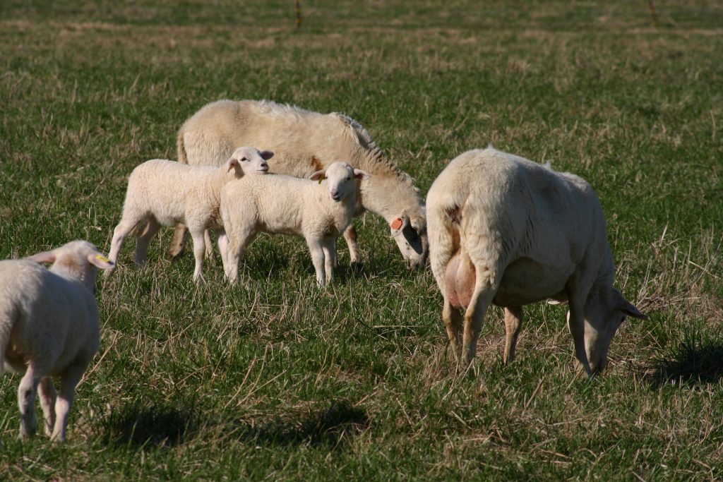 Katahdin Ewes with lambs
