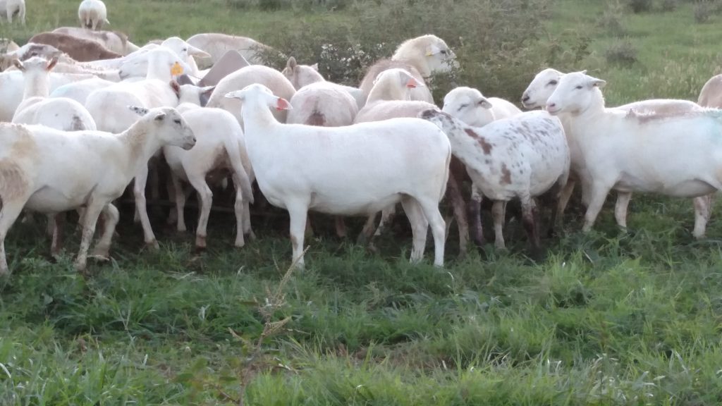 Katahdin Ewes