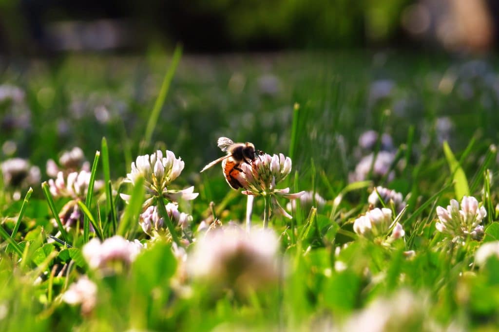 Honeybee on clover