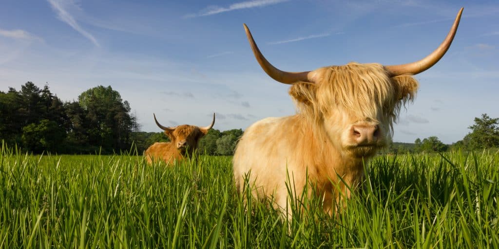 Highland cattle in Tennessee